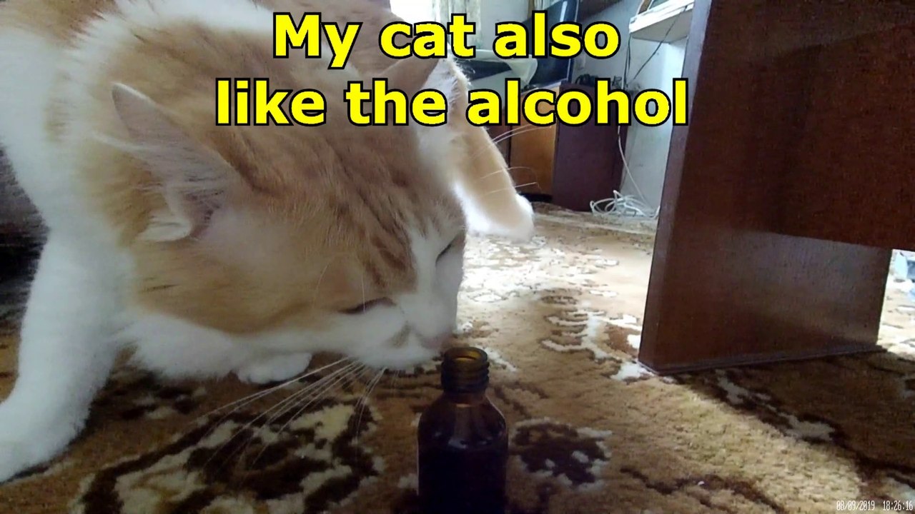 How to make the Russia's national drink. The most popular drink in Russia! (THE REAL RUSSIAN LIFE)