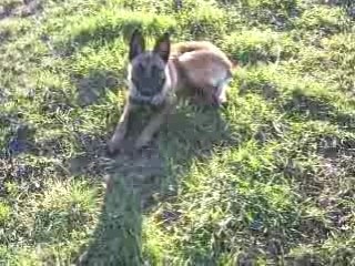 malinois education de base