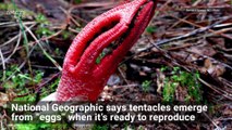 Nature’s Creepiest Fungi Will Give You Major Heebie-Jeebies