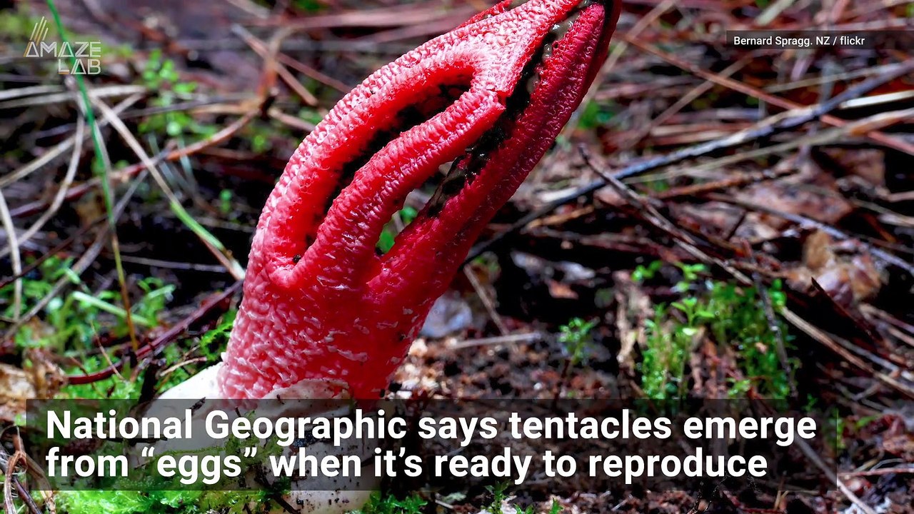 Nature’s Creepiest Fungi Will Give You Major He...