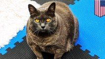 Cinderblock! Si kucing gemuk yang viral karena malas olahraga - TomoNews