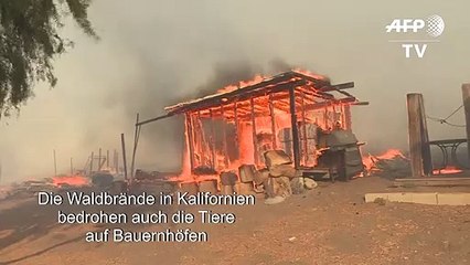 Download Video: Brände in Kalifornien bedrohen Tiere auf Bauernhöfen