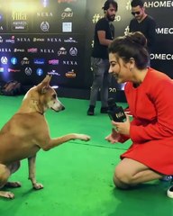 Aditi bhatia taking interview with a dog at IIFA 2019 Awards goes viral