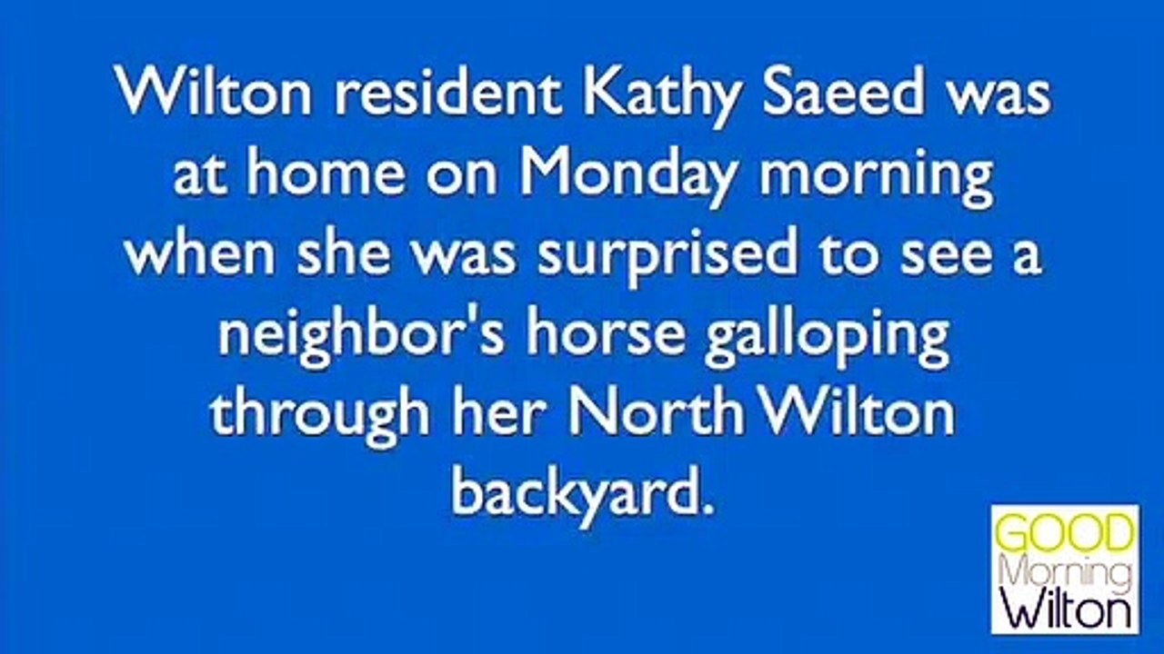 Un cheval s'évade et saute dans une piscine