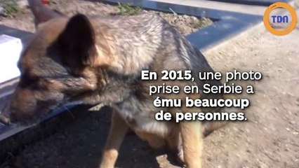 Pour protéger ses chiots, cette chienne les abrite sous une tombe