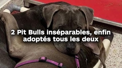 2 Pit Bulls inséparables, enfin adoptés tous les deux