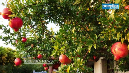 Health Benefits of Pomegranate (Anar) You Should Know: Helps Fight Cancer, Heart Diseases