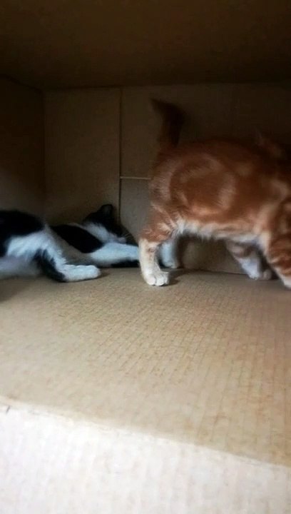 Pizzar Kitty Fighting Brown Brother