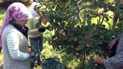 'Cennet Elması' Üreticinin Yüzünü Güldürdü