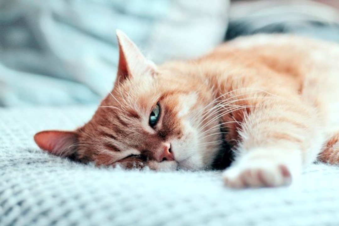 Kedi türleri nelerdir? Kedi cinsleri ve kedilerin özellikleri nelerdir?