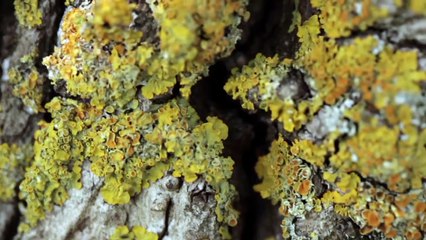 "Broncan, le dernier des mohican" Un film de Christophe Vindis - extrait