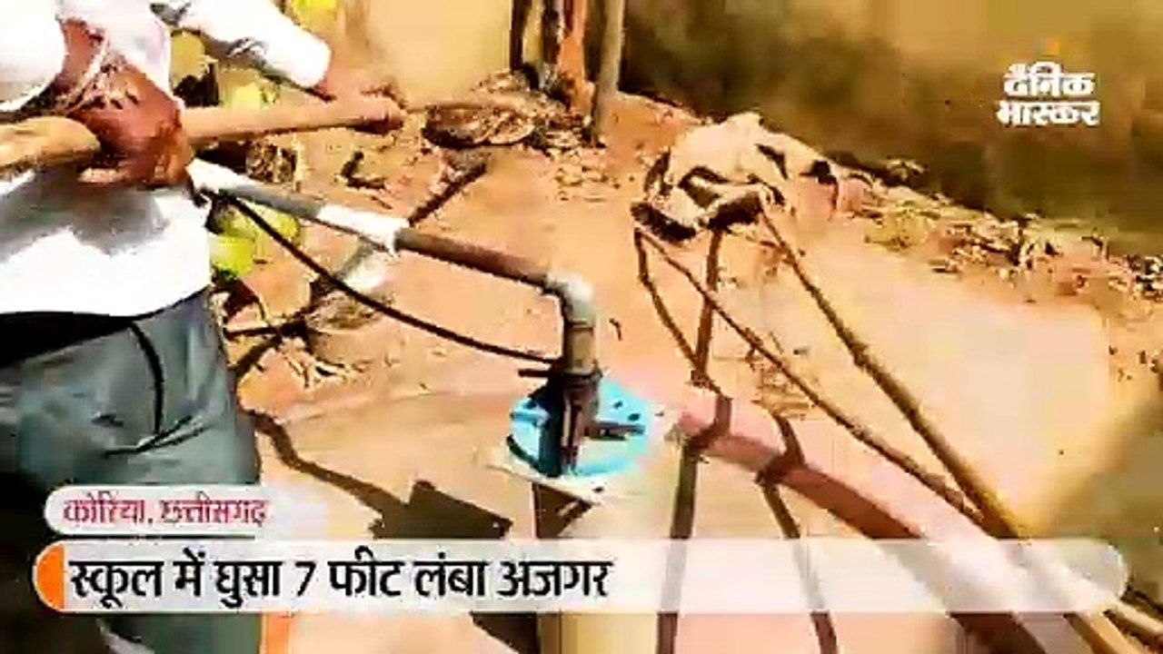 स्कूल में घुसा सात फीट का अजगर, दो घंटे की मशक्...