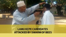 Lamu KCPE candidates attacked by swarm of bees