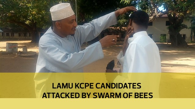 Lamu KCPE candidates attacked by swarm of bees