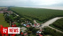 Buffer zone to be built near Kepala Batas mangrove forest, says MBSP