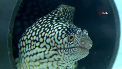 Evcil hayvanını alan PETZOO Fuarı'na geldi