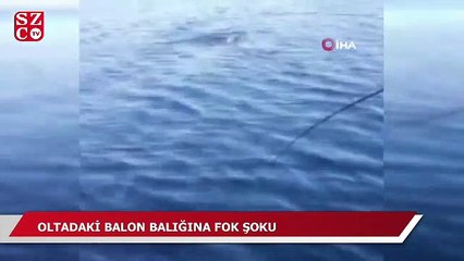 Oltadaki balon balığına fok şoku