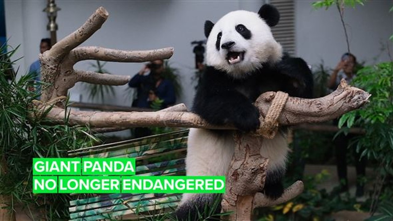 Pandas are lucky they're so f*cking cute video Dailymotion