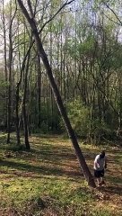 Il coupe un arbre... qui atterrit sur sa terrasse !