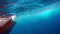 Il filme un énorme requin baleine juste à côté de lui !