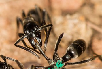 Los mejores consejos para deshacerse de las hormigas
