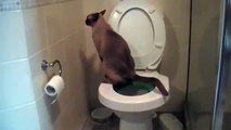 Ce chat va aux toilettes.. et utilise du papier toilette !