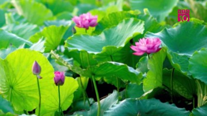 Di sản văn hóa-31/10/2019