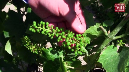 Billecart-Salmon élabore un champagne vinifié à basse température en fûts