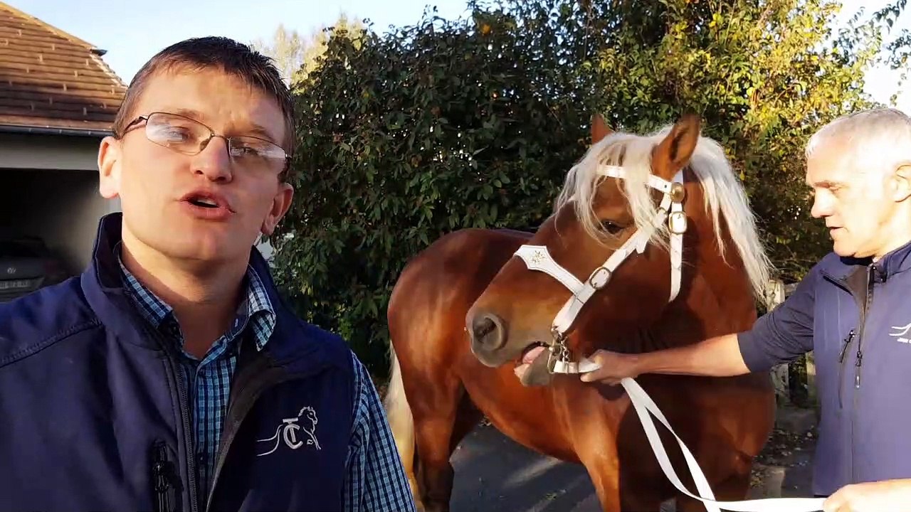 Vercel. Historique du cheval de trait comtois