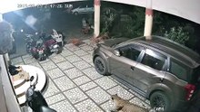 Leopardo invade habitação para caçar um cão de estimação
