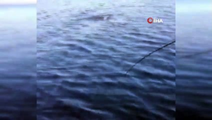 Oltadaki balon balığına fok şoku