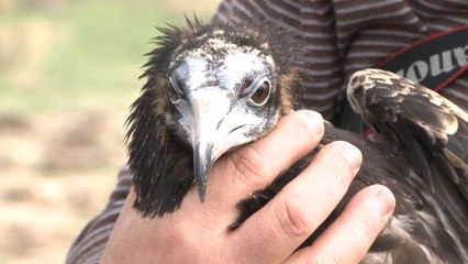 Liberan en Acehúche (Cáceres) un alimoche recuperado en Portugal