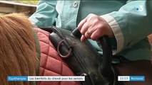 Équithérapie : les bienfaits du cheval pour les séniors