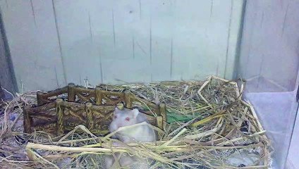 Talented Tumbling Mouse