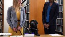 Chicago State’s Attorney’s Office Swears In Labrador For Comforting Victims