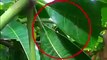 Arriverez-vous à trouver l'insecte dans cette vidéo... Camouflage incroyable