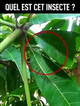 Arriverez-vous à trouver l'insecte dans cette vidéo... Camouflage incroyable