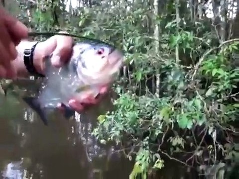 Regardez la puissance de la mâchoire du piranha
