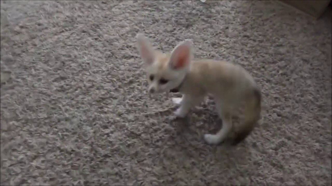 Ce Bebe Fennec De Compagnie Est Adorable Une Vraie Peluche Video Dailymotion