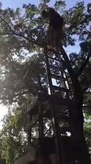 Il veut jouer à Tarzan et fini accroché par les pied... Raté