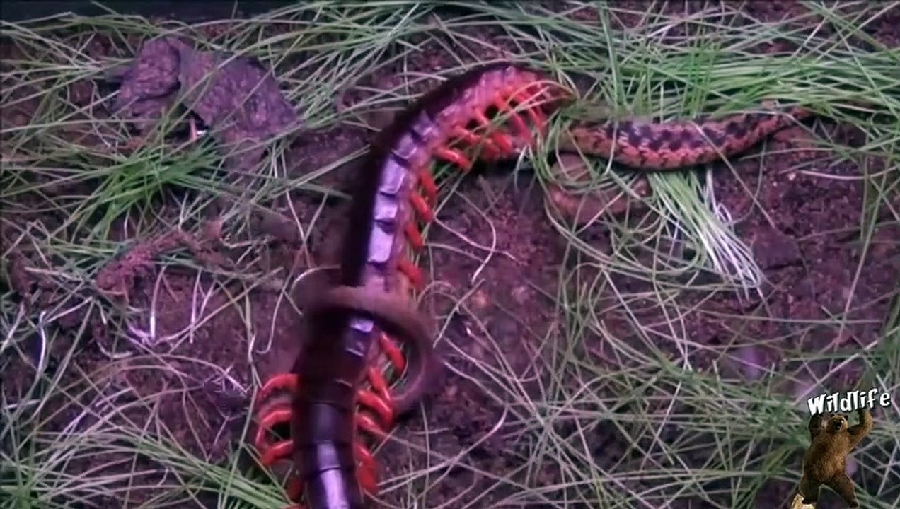 Mille-pattes géant contre gros serpent... Terrifiant