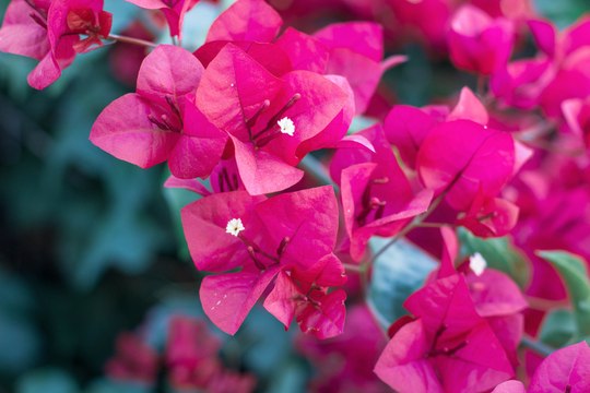 Vos Questions Jardin: Doit-on tailler un grand bougainvillier en le rentrant pour l'hiver