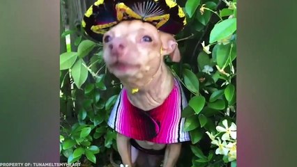 Esta Tortuga Nació con el Corazón Fuera y Se Convirtió en una Celebridad