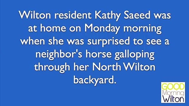 Une caméra de surveillance a capturé la vidéo d’un cheval en cavale tombant dans l’eau d’une piscine.