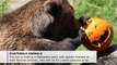 Zoo animals in Guatemala feast on treat-filled pumpkins for Halloween