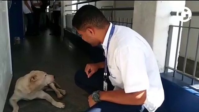Cachorro fica na porta do hospital esperando pelo dono internado