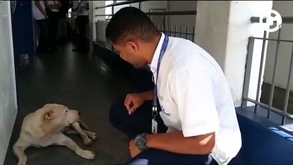 Cachorro fica na porta do hospital esperando pelo dono internado