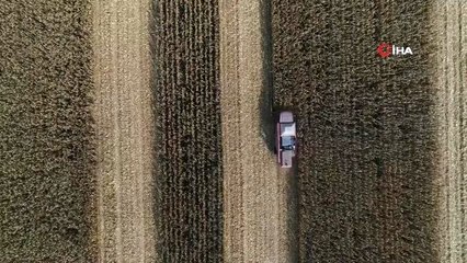 Arpa ve buğdayın yerini mısır aldı