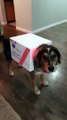 Dog Dressed as an Ambulance Howls Along With Siren Playing in Background