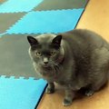 Spor yapmaktan kaçan obez kedi viral oldu